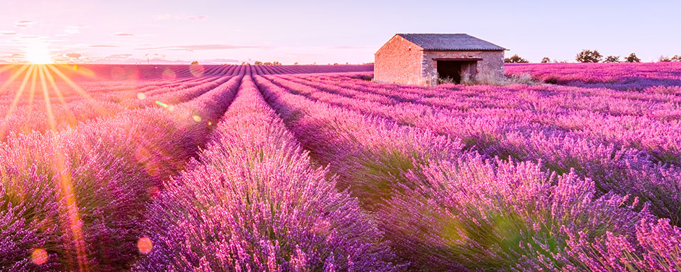 Lavender fields in Provence, France at sunset