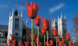 Shared Tour: Magic of London including Afternoon Tea 7:45AM