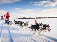 Shared Tour: Husky Safari 2-hour Morning Tour with One Person per Sled