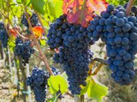 Small Group Tour: Full Day St Emilion Wine & Village Tour with English Speaking Guide from Bordeaux