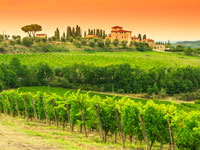 Private Chianti Half Day Tour with Wine Tasting in a Historical Wine Estate 2:45PM from Florence