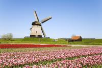 Private Morning Half Day Flowerfields and Keukenhof Tour (4 hours)